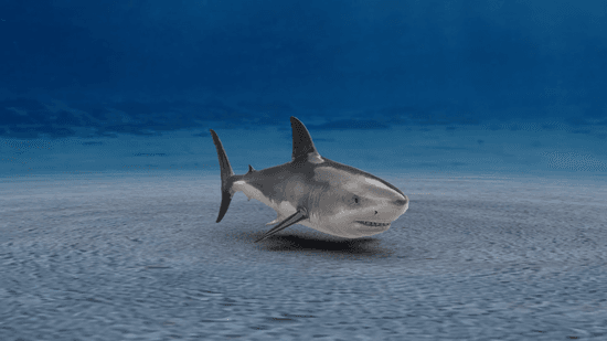A realistic shark model resting on a sandy ocean floor with soft environment-based shadows and underwater lighting