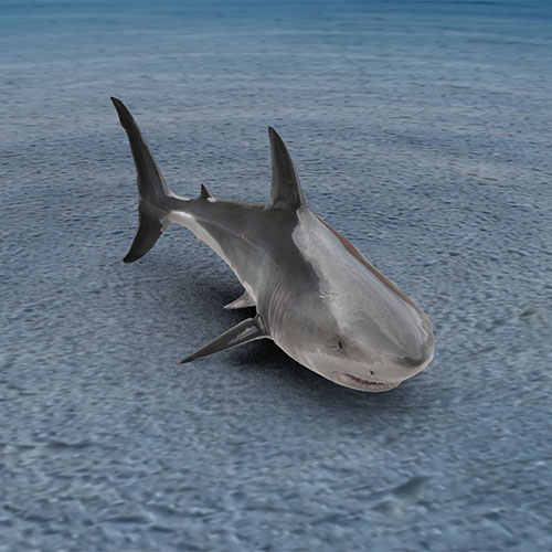 A realistic shark model resting on a sandy ocean floor with soft environment-based shadows and blue underwater lighting